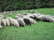 Owieczki